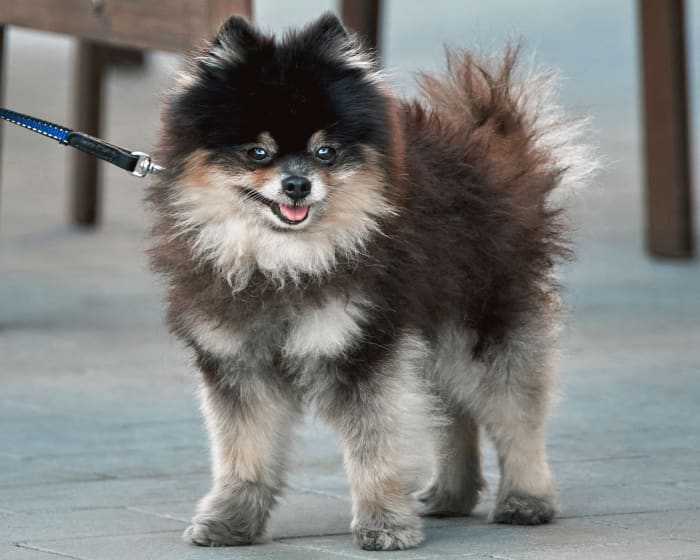 Veterinary Neurology & Neurosurgery Cat & Dog Neurologist