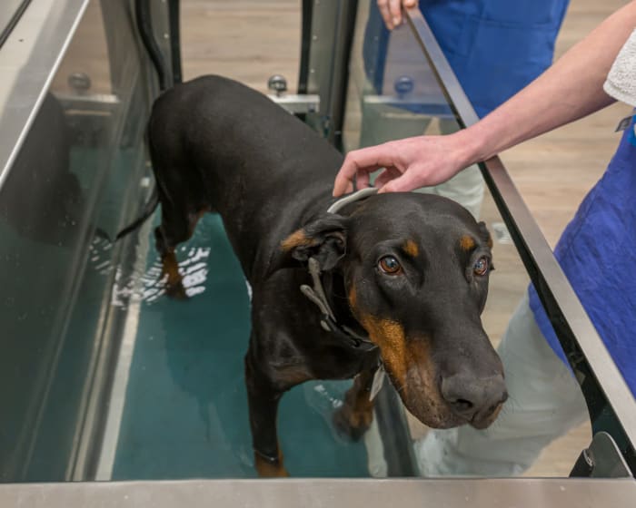 Veterinary Aquatic Therapy | Fort Pierce