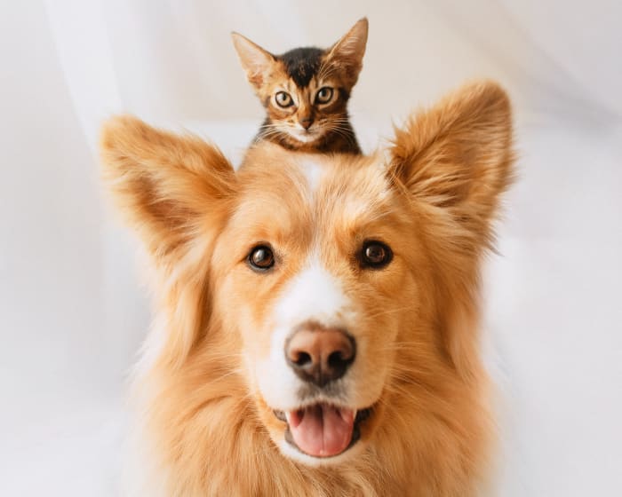 CT/CAT Scans at Sunrise City Animal Hospital