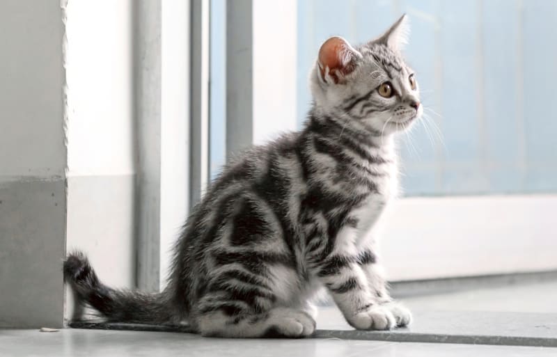 Sunrise City Animal Hospital | Veterinarians in Fort Pierce Sunrise City Animal Hospital | Veterinarians in Fort Pierce
