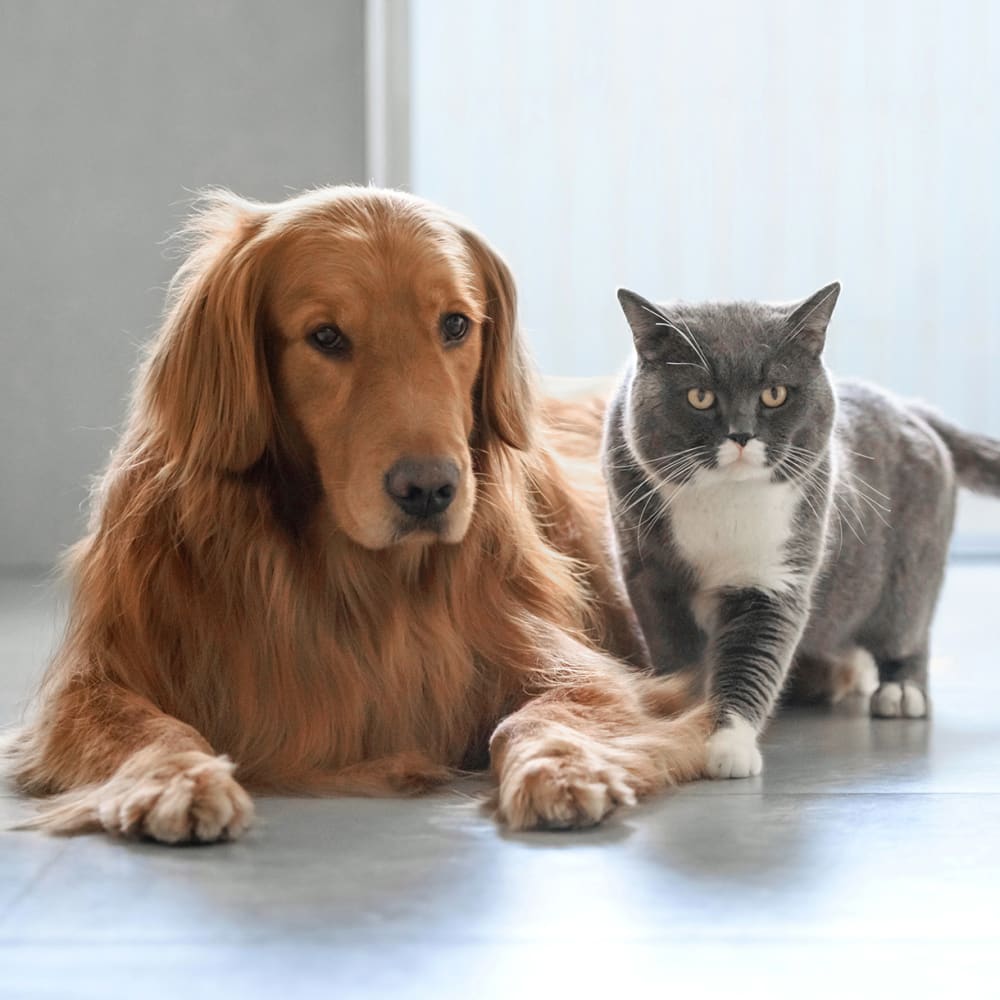 Sunrise City Animal Hospital | Veterinarians in Fort Pierce Sunrise City Animal Hospital | Veterinarians in Fort Pierce