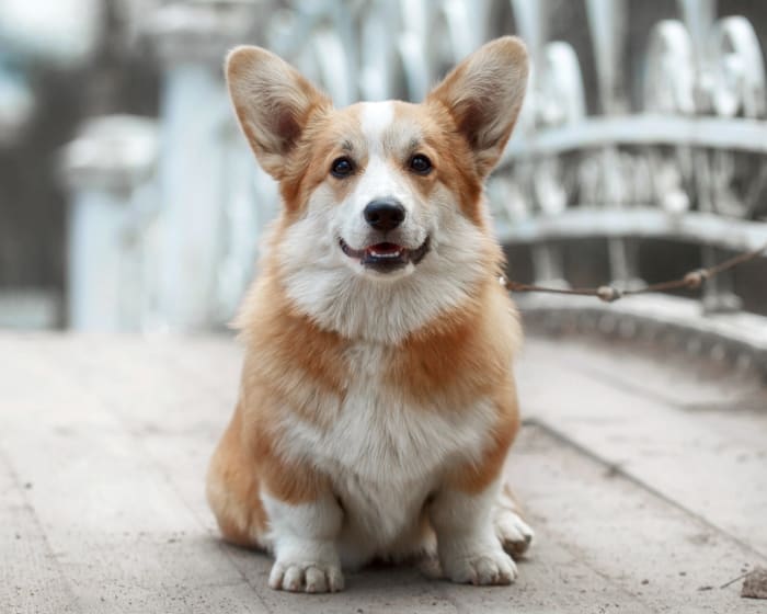 Internal Medicine for Cats & Dogs, Fort Pierce Veterinarian