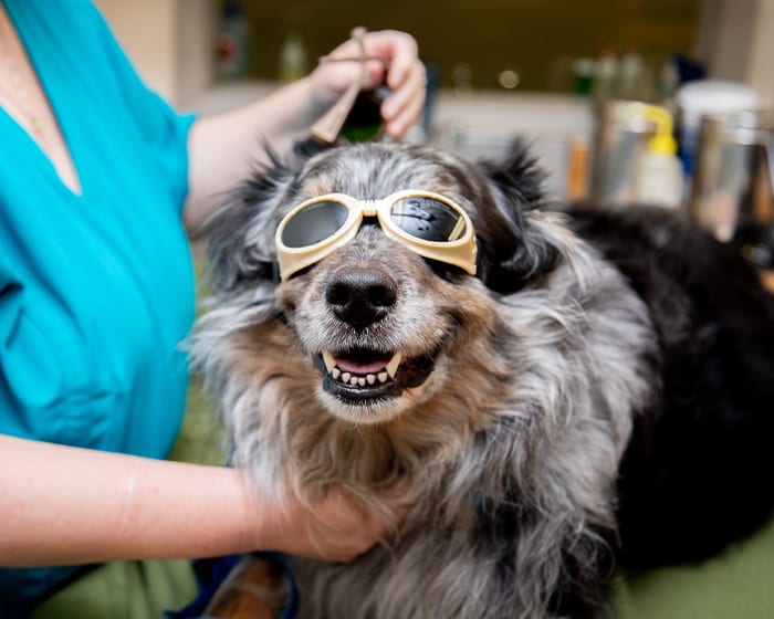 Veterinary Laser Therapy | Fort Pierce Vets
